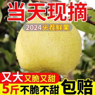 正宗砀山酥梨安徽梨子应当季新鲜水果香梨脆雪梨特产整箱包邮直发