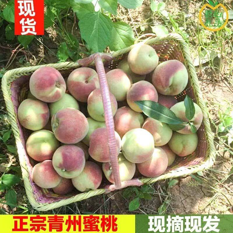 正宗青州蜜桃山东水蜜桃新鲜时令水果软硬整箱小脆桃甜桃当季现摘