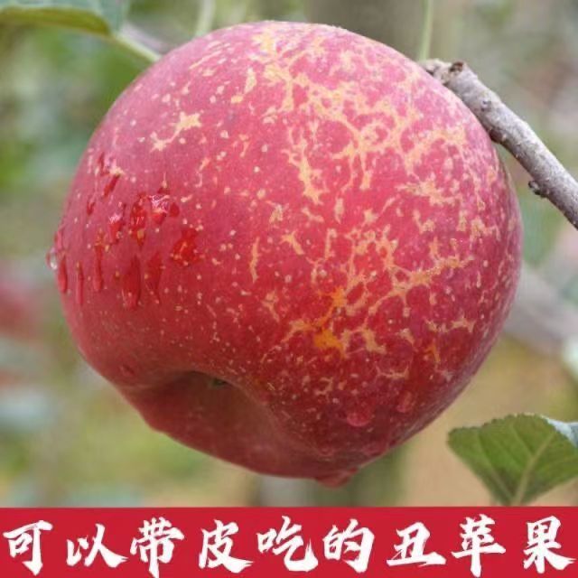 大凉山丑苹果现摘当季2026新鲜红富士脆甜多汁早熟苹果整箱水果