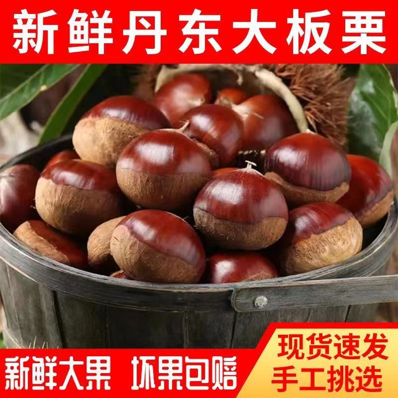 板栗生新鲜现摘丹东板栗5斤油栗仁蔬罗田非迁西板栗栗子锥去毛球