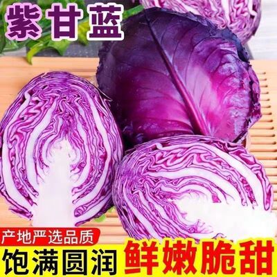 新鲜农家卷心菜沙拉菜食用沙拉菜新鲜现摘紫甘蓝包菜5斤