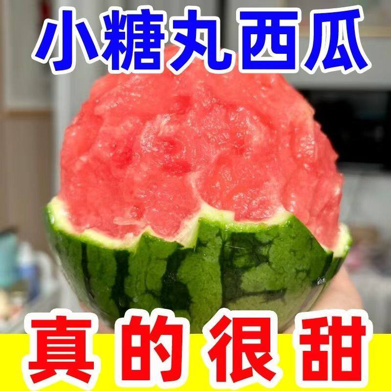 早春红玉西瓜酥脆甜多汁现摘现发新鲜坏果包赔2K小糖丸整箱包邮夏