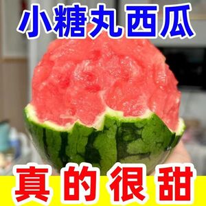 早春红玉西瓜酥脆甜多汁现摘现发新鲜坏果包赔2K小糖丸整箱包邮夏