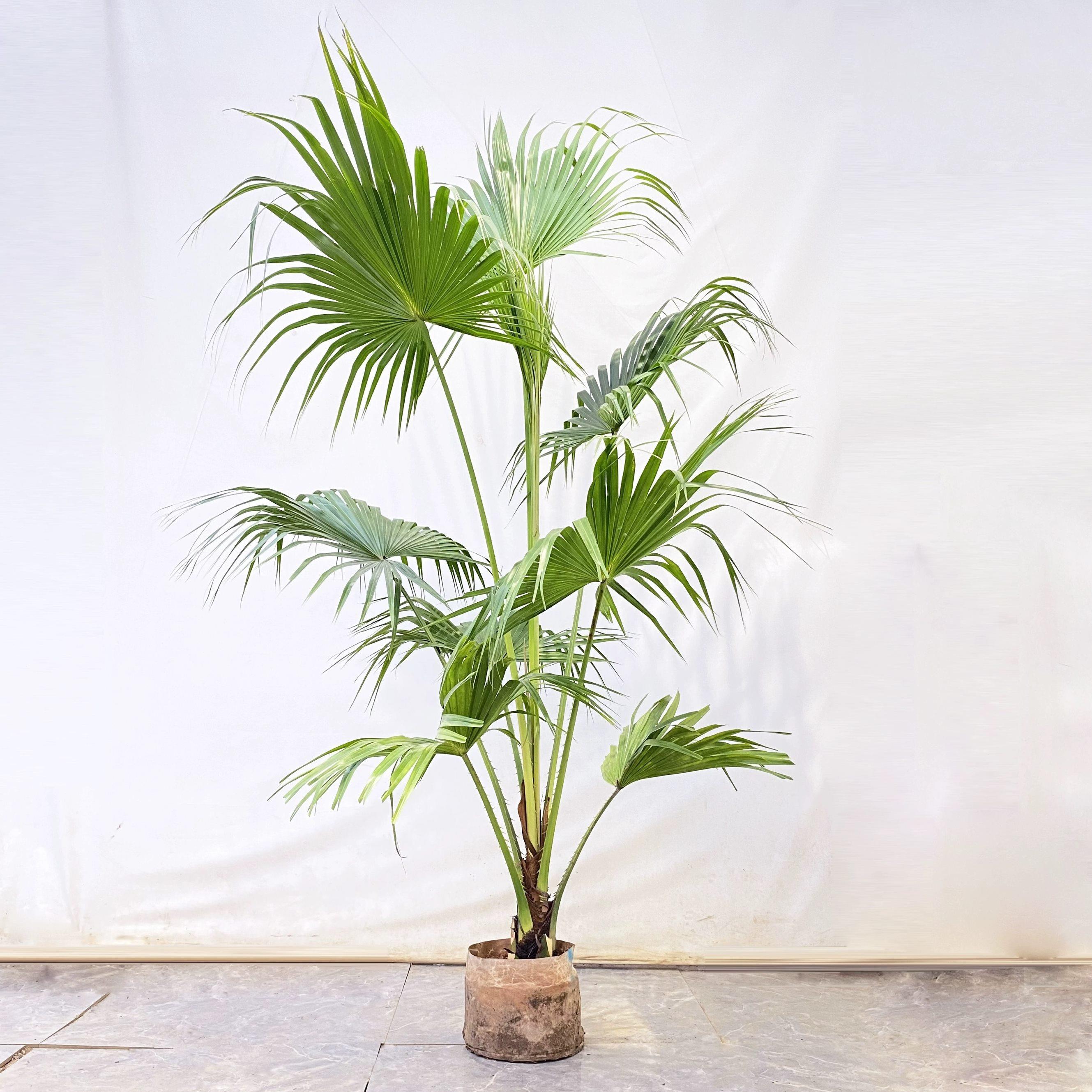大叶蒲葵耐寒庭院绿植室内盆栽大型棕榈四季常青植物净化空气好养