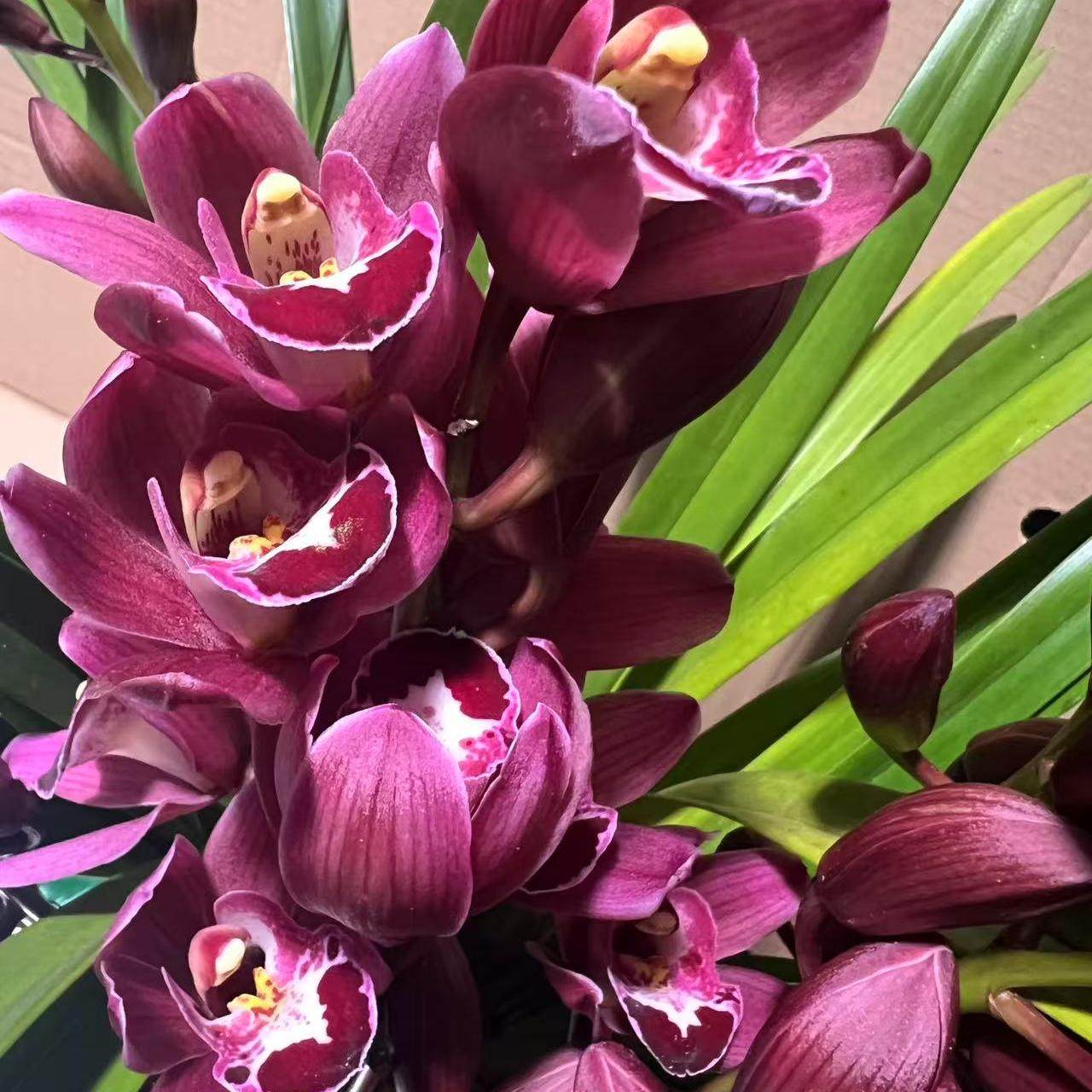 红珍珠-大花蕙兰,鲜花速递/花卉仿真/绿植园艺,国兰/杂交兰/洋兰类,淘宝优惠券,粉丝福利购,淘宝优惠卷