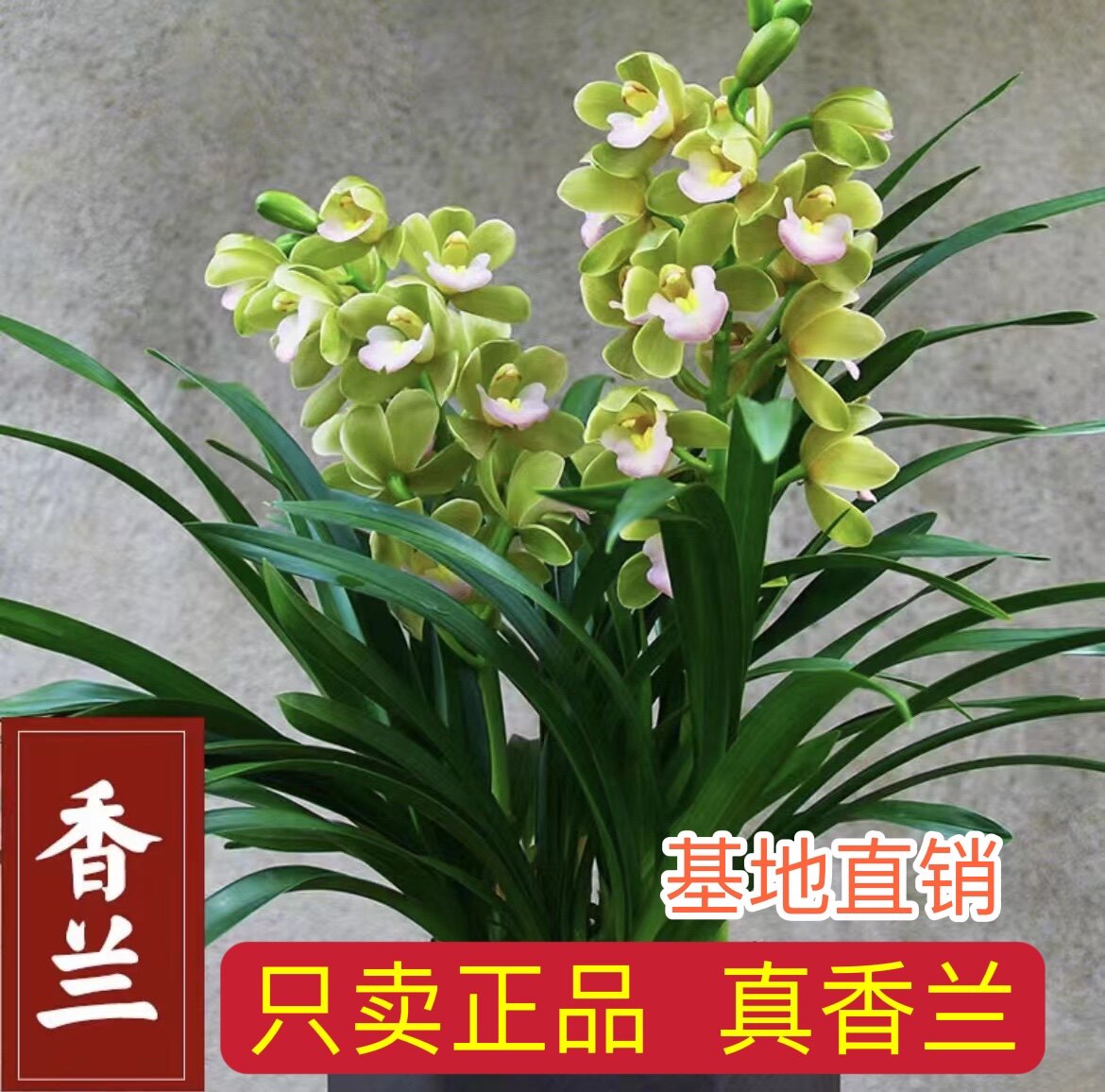 【香水香兰】6花箭8花剑带花苞兰花正品高档年宵花兰花基地直销