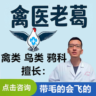 禽类鸟类鸦科养殖在线咨询服务鸡鸭鹅鸽子鹦鹉寒鸦渡鸦禽医老葛
