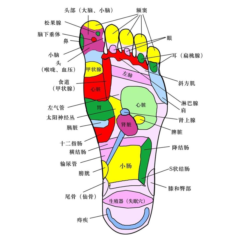 头部（大脑、小脑）海报展板右脚额头保健按摩中药泡脚挂图装饰画