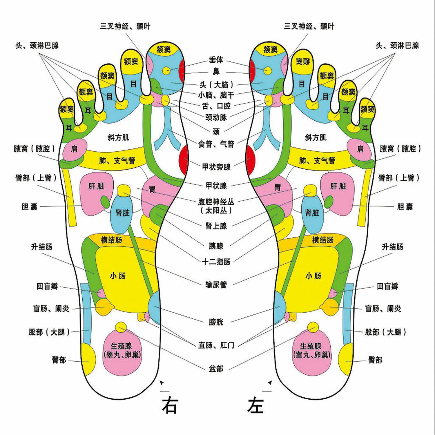 脚底反射示意图海报展板全息足穴图右脚底左脚底足部穴位图墙贴纸