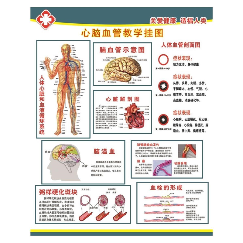 医院人体心脑血管系统图解剖图人体心脑血管示意图医用挂图海报