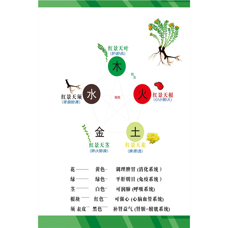 定制中医养生五行五脏图解挂图挂画养生馆理疗馆五脏六腑装饰画