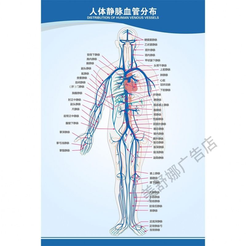 人体静脉血管分布人体神经器官分布中医医院诊所背景墙海报贴画