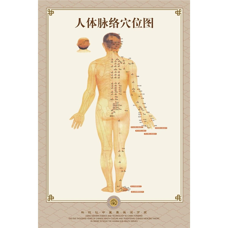 标准艾灸中医针灸人体经络穴位图全身背部推拿拔罐按摩大挂图家用
