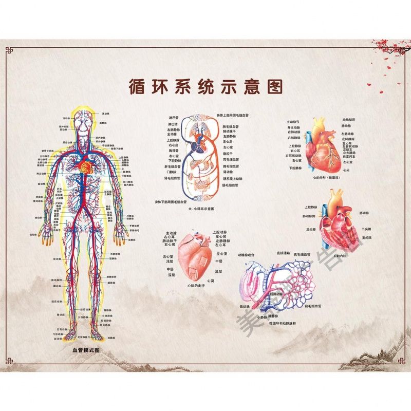 循环系统人体结构图中医医院墙壁宣传海报大挂图内脏器官分布图