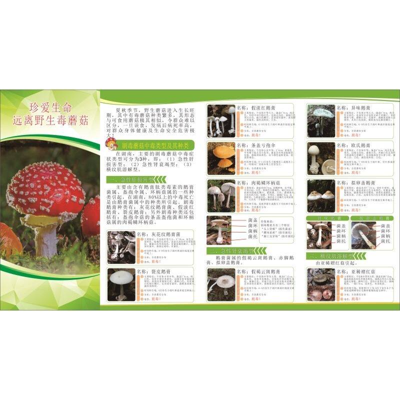 常见野生毒菌毒蘑菇介绍不可食用宣传图片海报印制墙贴纸