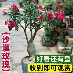 造型盆景植物好养活 精品沙漠玫瑰盆栽老桩重瓣带花苞客厅桌面四季