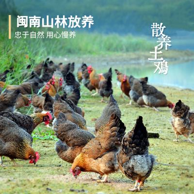 食用农产品闽南农家散养土鸡新鲜