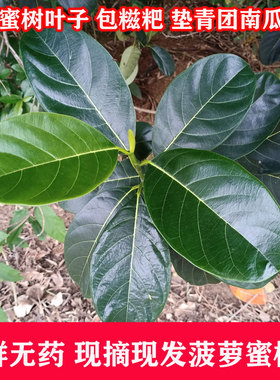 喂虫叶子现摘新鲜菠萝蜜树叶子树菠萝叶片过节喜庆包糍粑艾饼垫叶