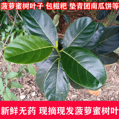 喂虫叶子现摘新鲜菠萝蜜
