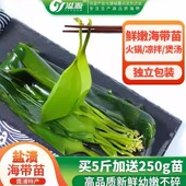 溢源霞浦海带苗嫩非特级非干货绚懿新鲜海带芽盐渍嫩苗凉拌菜火锅