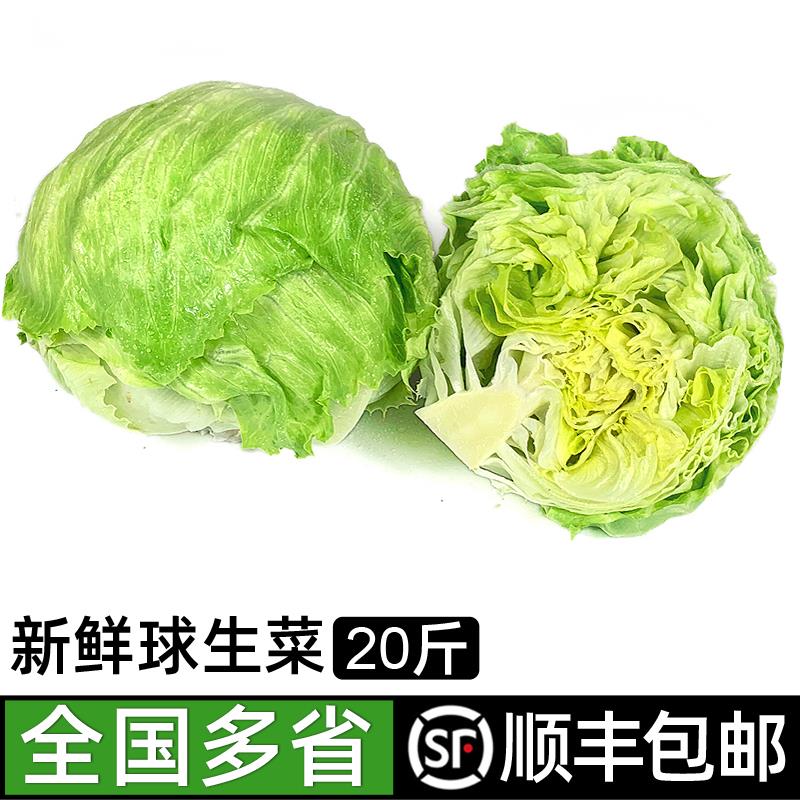 球生菜20斤汉堡用圆生菜球型西生菜新鲜蔬菜西餐沙拉食材包邮