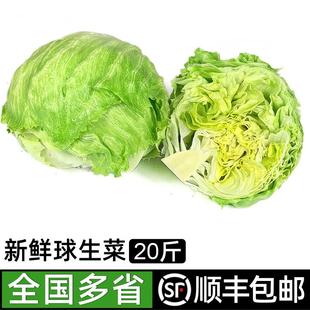 球生菜20斤 包邮 汉堡用圆生菜球型西生菜新鲜蔬菜西餐沙拉食材