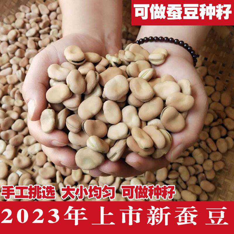 2023新货干蚕豆新鲜散装