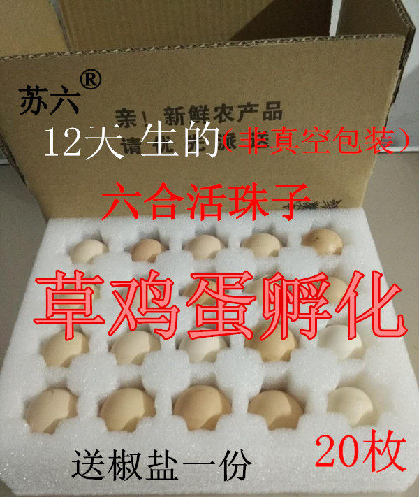 苏六活珠子12天生的六合活珠子鸡胚蛋苏六蛋活的新鲜 旺鸡蛋鲜活