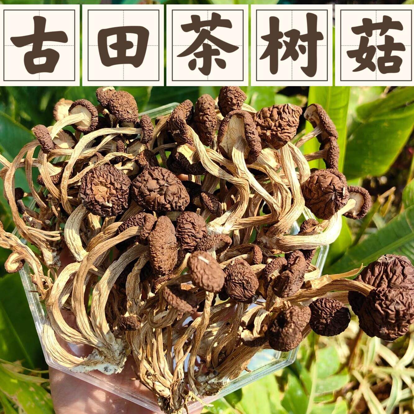 福建茶树菇干货古田食用菌菇鲜嫩油茶菇200g新菇香菇煲汤食材茶菇