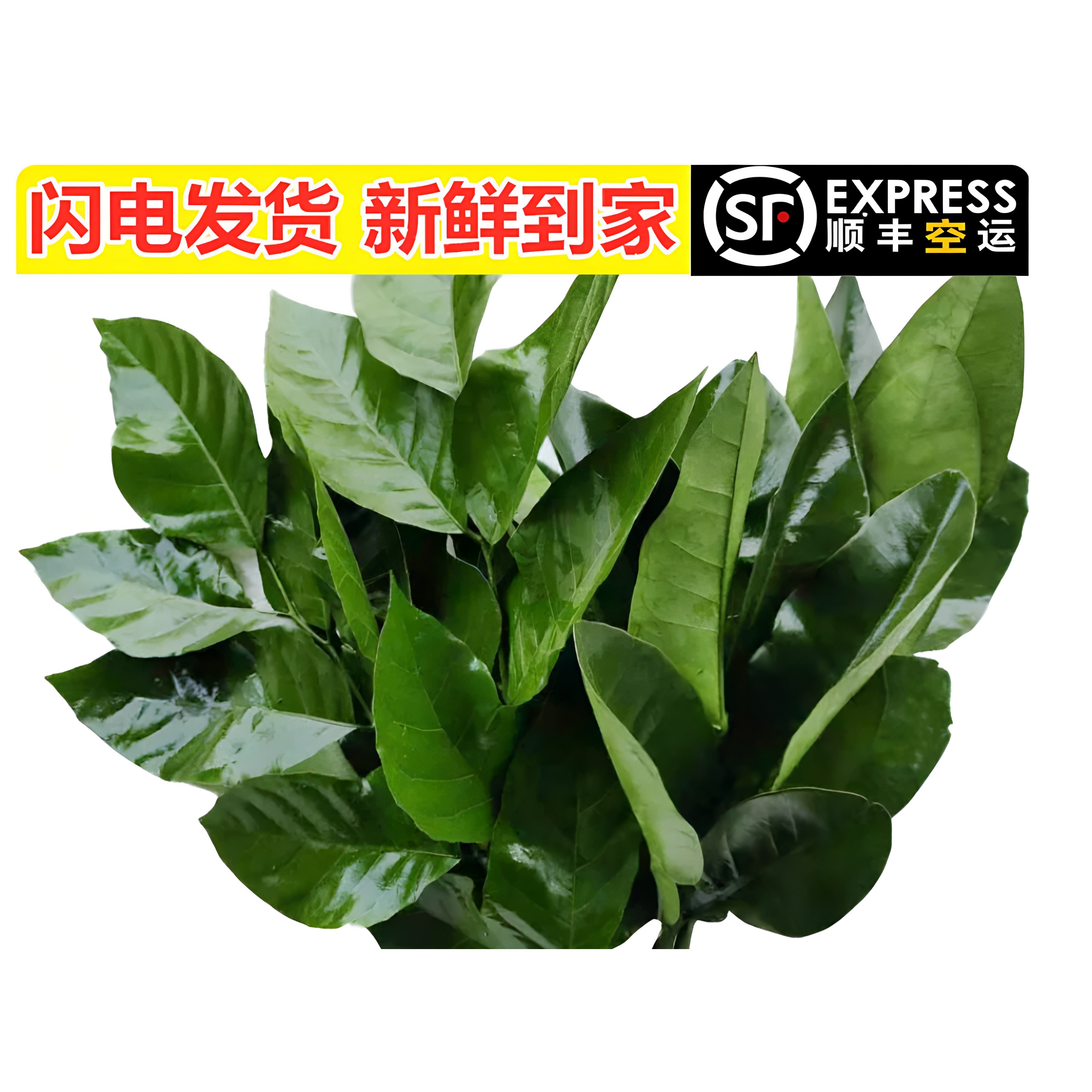 柚子叶新鲜碌沐浴乔迁打