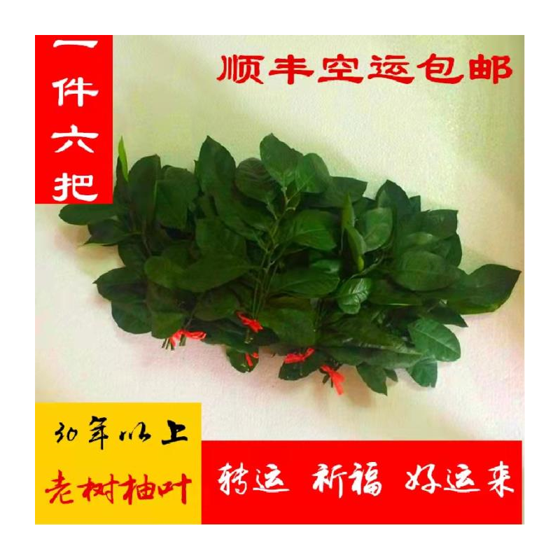 新鲜柚子叶现摘顺丰包邮带枝洗澡30年老树【6把 】当天摘全国包