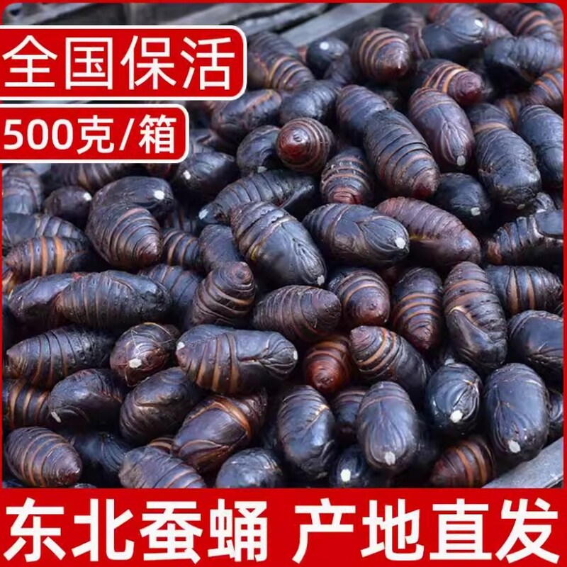 大蚕蛹鲜活克包邮蝉茧东