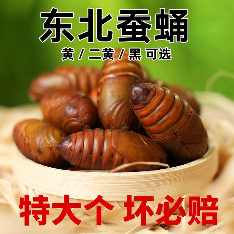 东北鲜活蚕蛹新蝉大个柞