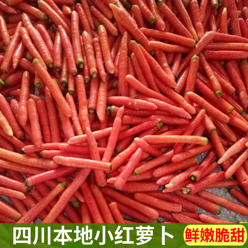 四川新鲜小红萝卜 农家自种沙地迷你水果甜胡萝卜泡菜腌菜包邮,水产肉类/新鲜蔬果/熟食,萝卜/胡萝卜,淘宝优惠券,粉丝福利购,淘宝优惠卷