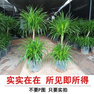 龙血树盆栽客厅办公室好养多头造型植物室内去甲醛大型龙须树绿植