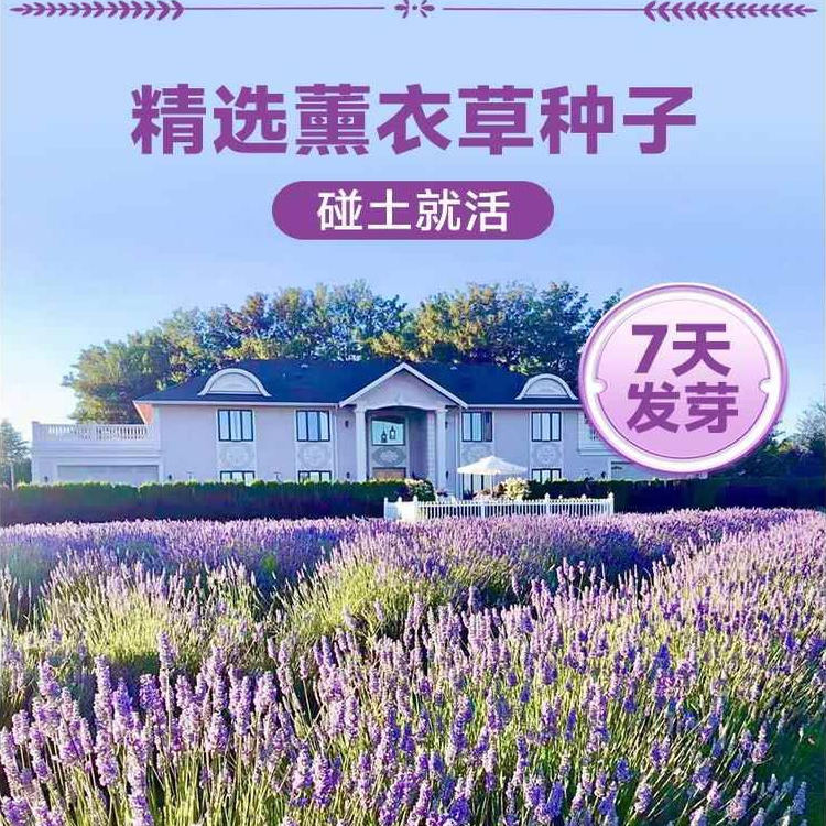 薰衣草花种籽盆栽四季开花好养活花卉植物庭院阳台驱蚊草种孑苗