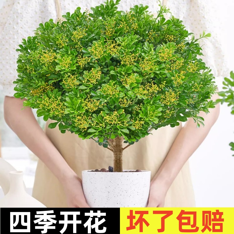香水米兰花盆栽带花绿植驱蚊植物花卉卧室内老桩茉莉花树苗