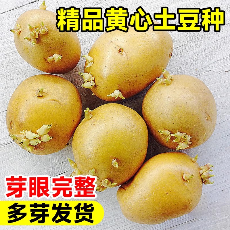 黄心土豆种子四季早熟高产马铃薯洋芋种孑黄皮带芽脱毒土豆种籽苗