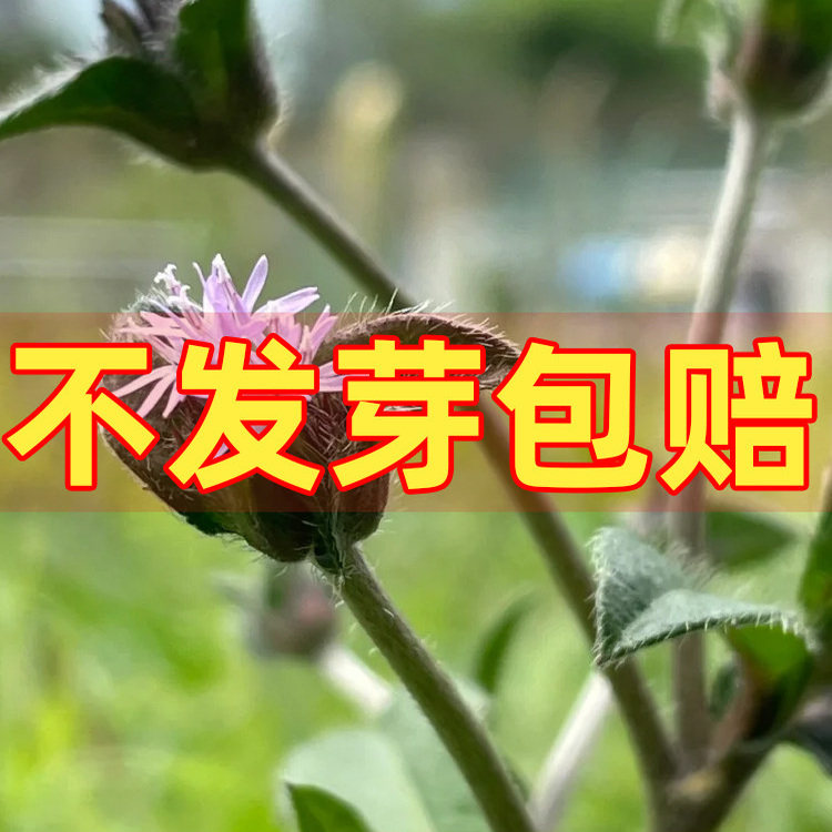 地胆草种子地胆头苦地胆红花地斩头种籽四季种植易活多年生草药籽