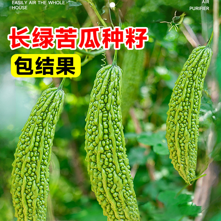 长绿苦瓜种籽老品种白苹果苦瓜种子大全四季庭院阳台蔬菜种孑盆栽