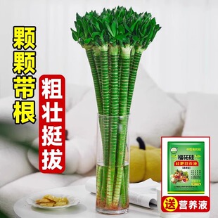 水培植物龙竹节节高带根富贵竹转运竹室内办公室桌面观赏绿植好养