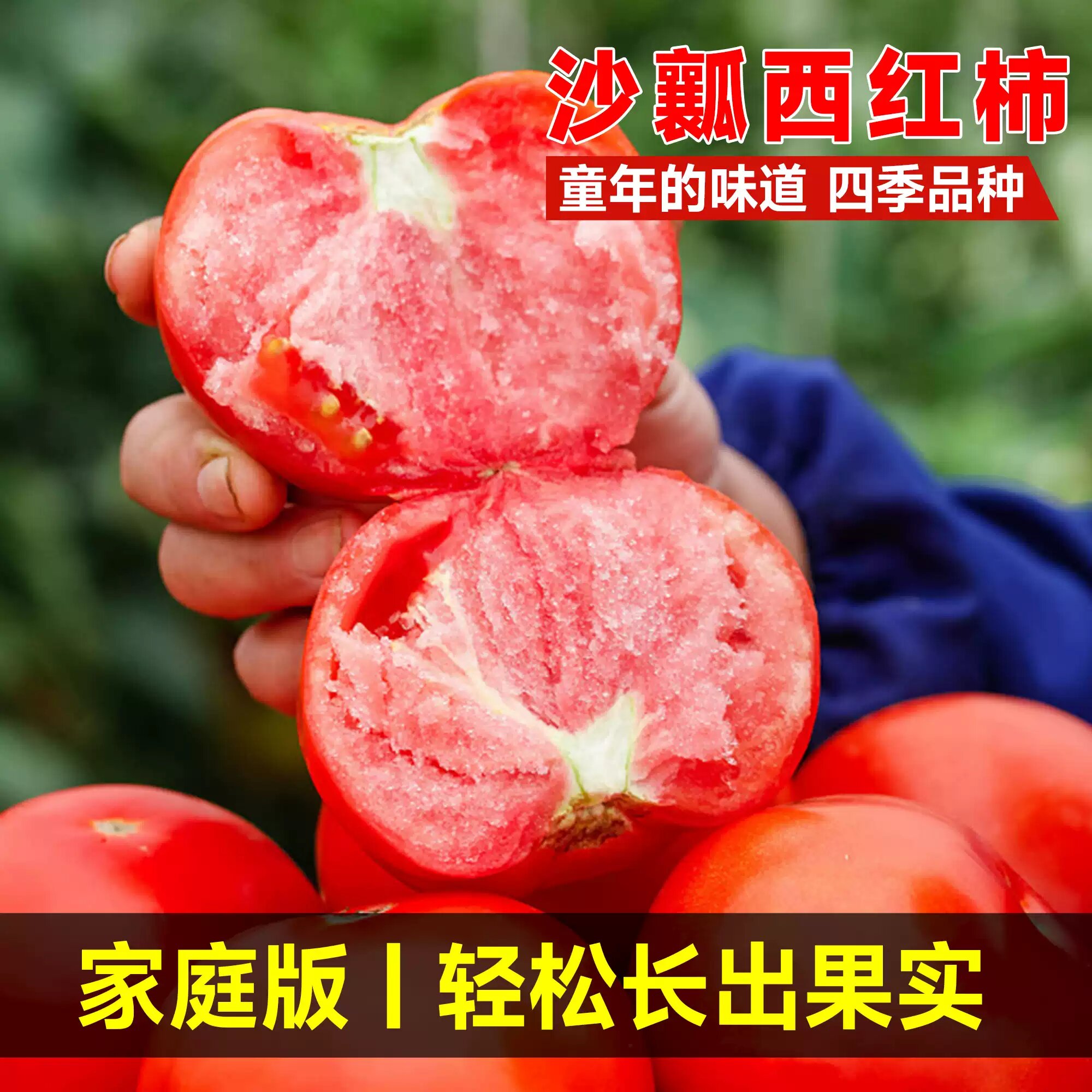 沙瓤西红柿种孑番茄种子秧苗普罗旺斯草莓圣女果籽盆栽蔬菜苗大全