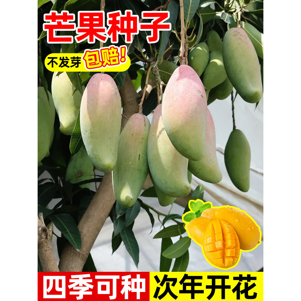 芒果种子四季种植易活种籽金煌芒红贵妃庭院阳台盆栽蔬菜水果种苗