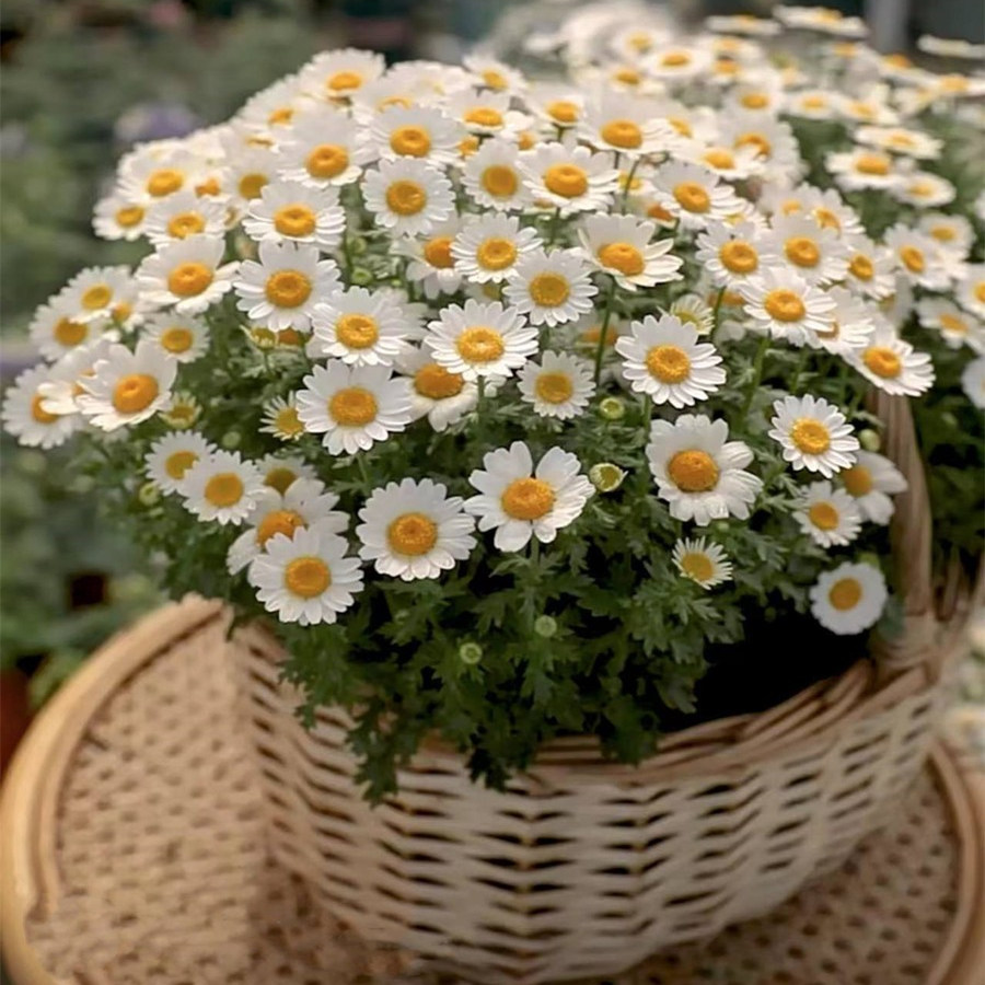 小雏菊花种子籽春秋播种玛格丽特易活花卉种子植物室内外阳台盆栽