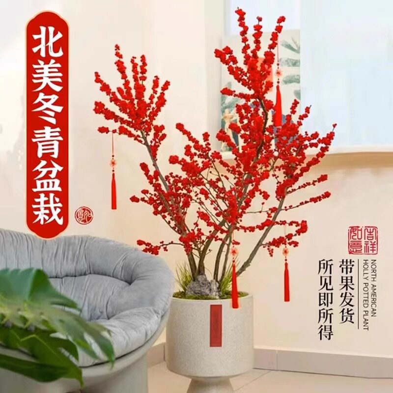 北美冬青盆栽树苗进口雄株冬红果桌面绿植