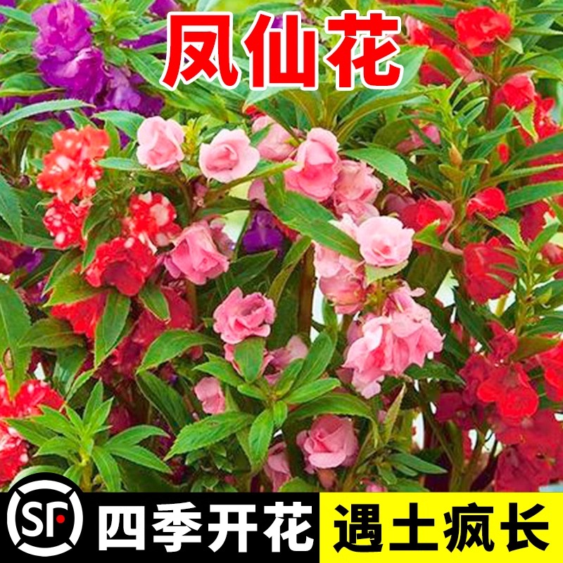 凤仙花种籽儿童种植小盆栽多年生四季开花室内外学生易活花卉种子