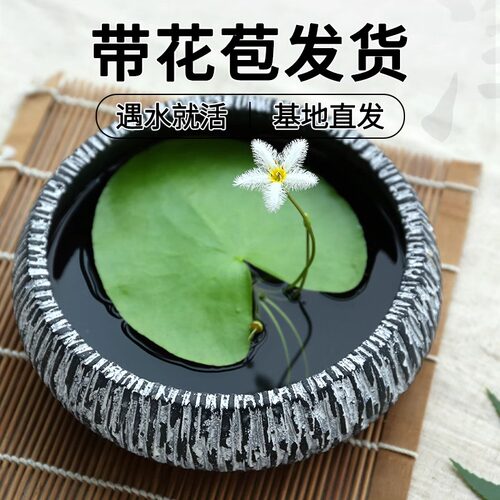 一叶莲水培植物碗莲室内四季常青花卉多年生净化水质除甲醛水莲花