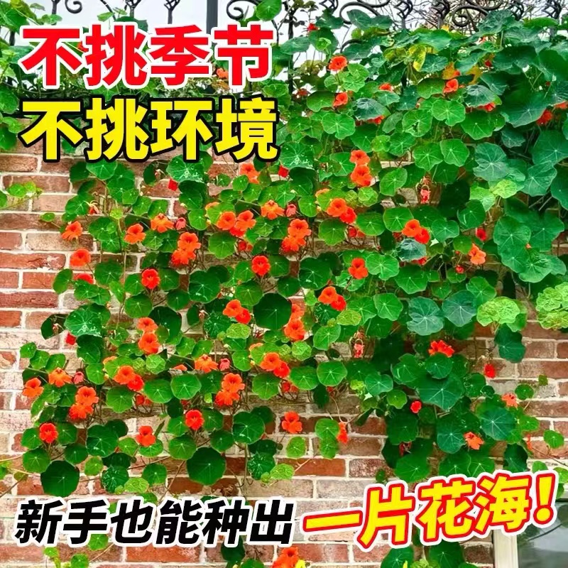 旱金莲种子旱荷花籽垂吊爬藤庭院室内阳台盆栽易活多年生观叶植物