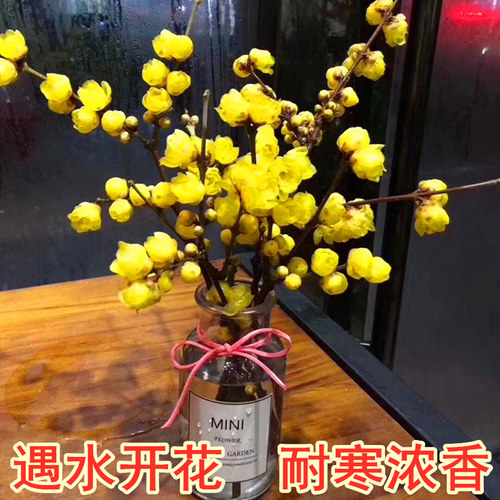 腊梅水培植物室内冬季遇水开花