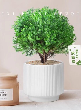 雾松盆栽小清新室内客厅放青松绿植办公室盆栽放轻松植物懒人好养